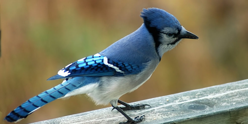 blue-jay